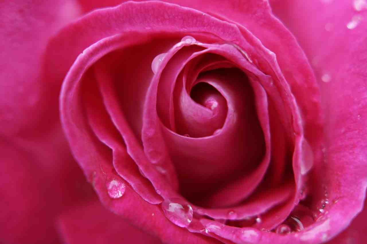 rose, macro, fleur